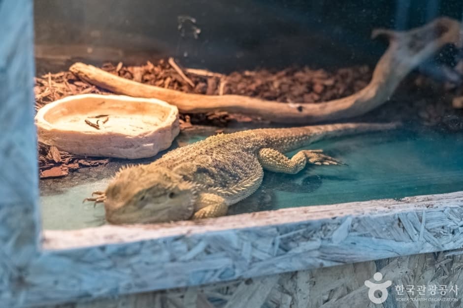 토끼의 숲 사진 2